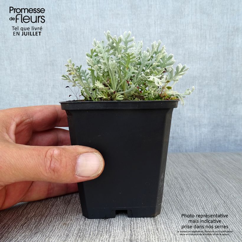 Ejemplar de Achillea kellereri - Milenrama Maceta de 8/9 cm entregado en verano