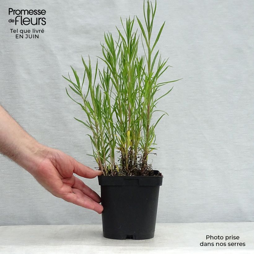 Ejemplar de Achillea ptarmica Boule de Neige - Bouton d'argent Pot de 2L/3L entregado en verano