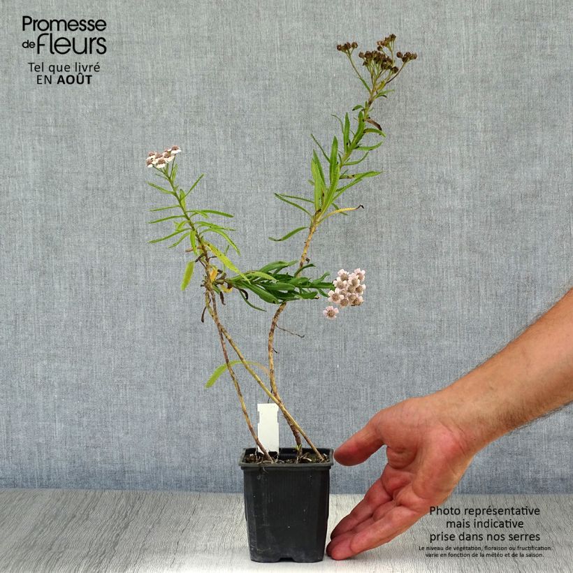 Ejemplar de Achillea sibirica var. camtschatica Love Parade Maceta de 8/9 cm entregado en verano