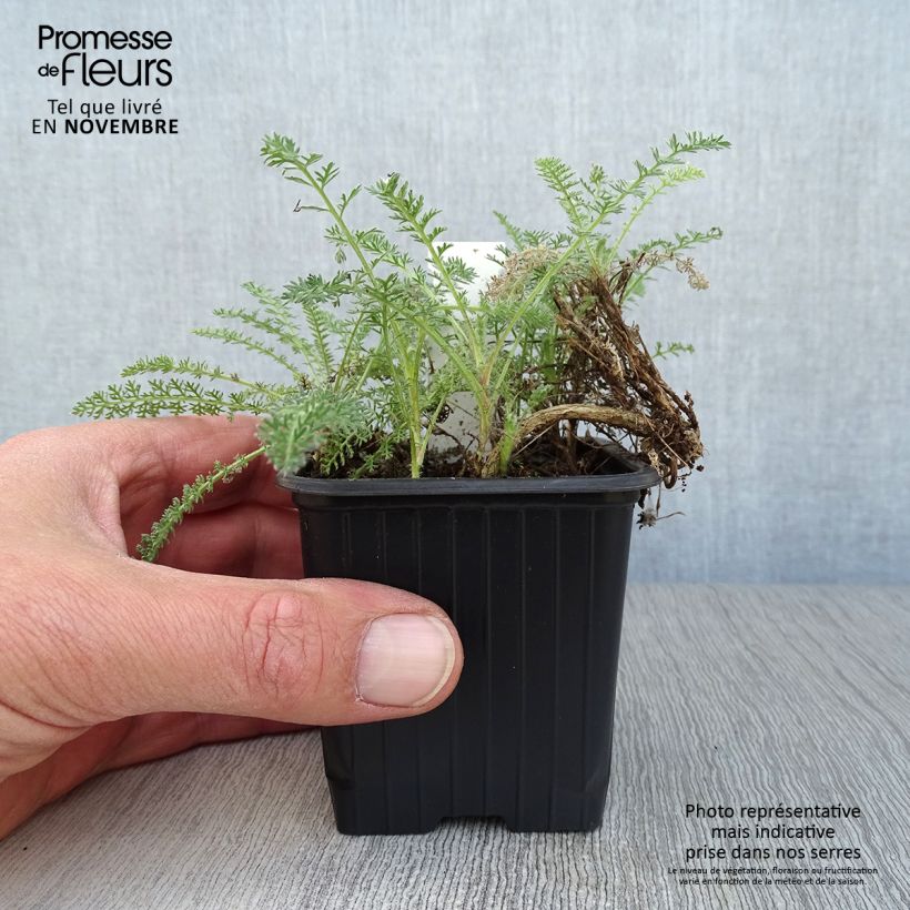 Ejemplar de Achillea crithmifolia - Milenrama Maceta de 8/9 cm entregado en otoño