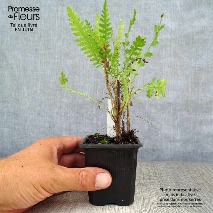 Ejemplar de Achillea filipendulina Parker's Variety - Aquilea amarilla Maceta de 8/9 cm entregado en verano