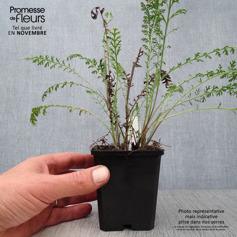 Ejemplar de Milenrama Walter Funcke - Achillea millefolium Maceta de 8/9 cm entregado en otoño