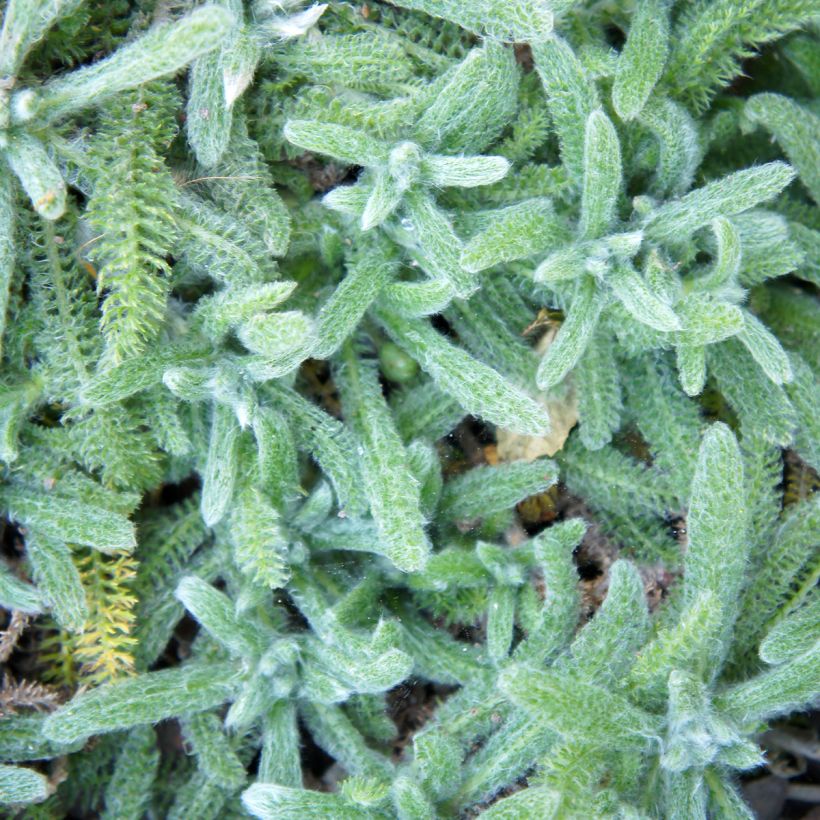 Achillea tomentosa Aurea (Follaje)