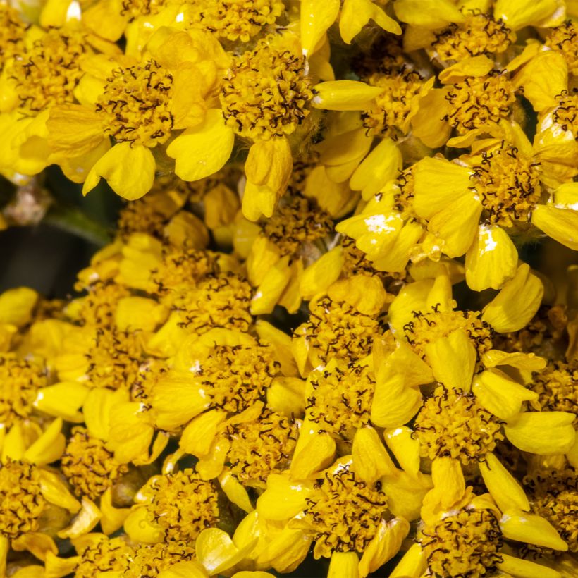 Achillea tomentosa Aurea (Floración)