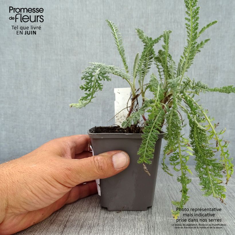 Ejemplar de Milenrama Hymne - Achillea millefolium Maceta de 8/9 cm entregado en verano