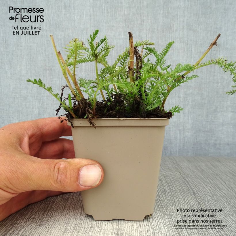Ejemplar de Milenrama Lachsschönheit - Achillea millefolium Maceta de 8/9 cm entregado en verano