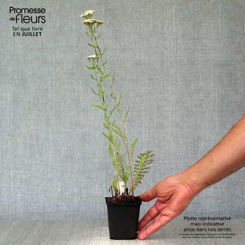 Ejemplar de Milenrama Schneetaler - Achillea millefolium Maceta de 8/9 cm entregado en verano