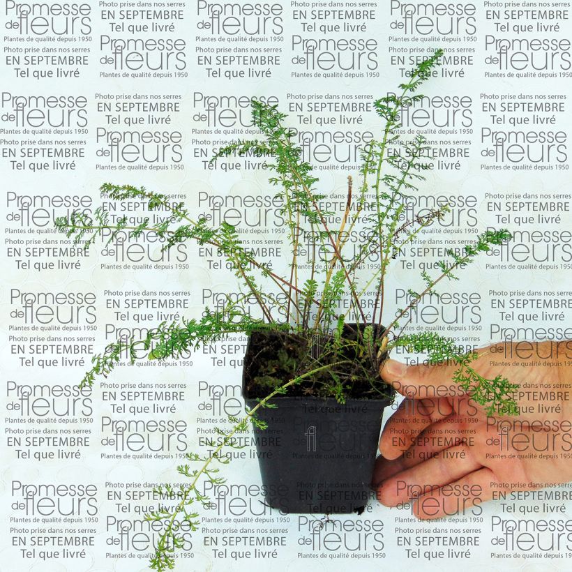 Ejemplo de ejemplar de Milenrama Jacqueline - Achillea millefolium Maceta de 8/9 cm tal y como se entrega