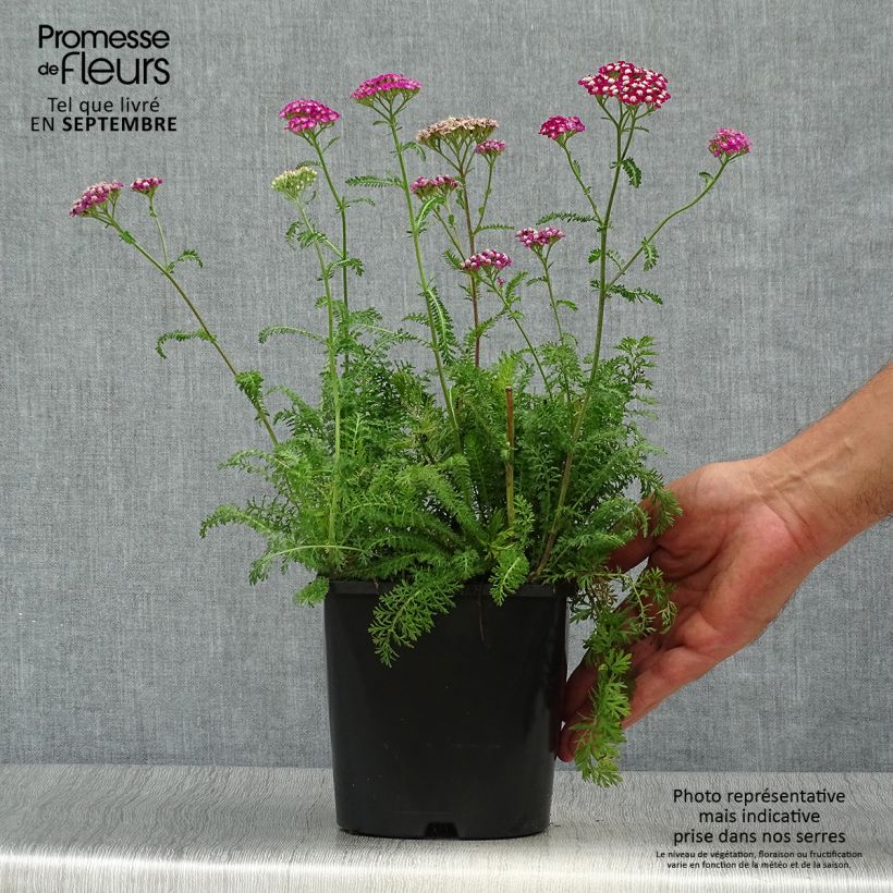 Ejemplar de Milenrama New Vintage Violet - Achillea millefolium Maceta 2L/3L entregado en otoño