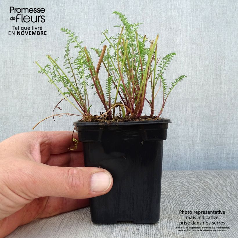 Ejemplar de Milenrama Paprika - Achillea millefolium Maceta de 7/8 cm entregado en otoño