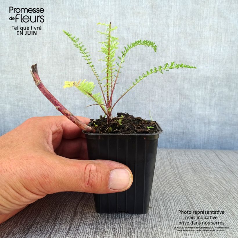 Ejemplar de Milenrama Paprika - Achillea millefolium Maceta de 7/8 cm entregado en verano