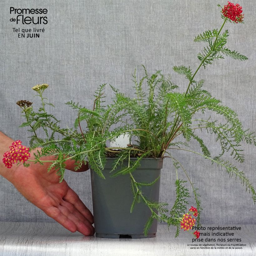 Ejemplar de Milenrama Paprika - Achillea millefolium Maceta 2L/3L entregado en verano