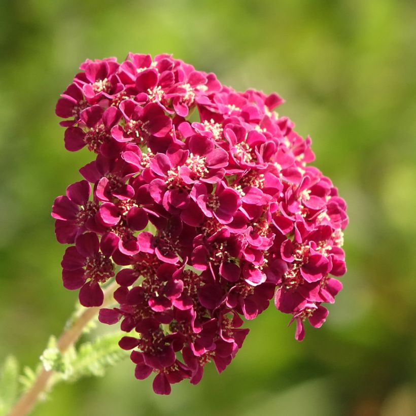 Milenrama Pomegranate - Achillea millefolium (Floración)