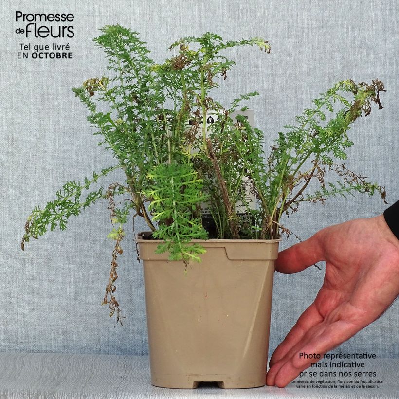 Ejemplar de Milenrama Pomegranate - Achillea millefolium Maceta 2L/3L entregado en otoño