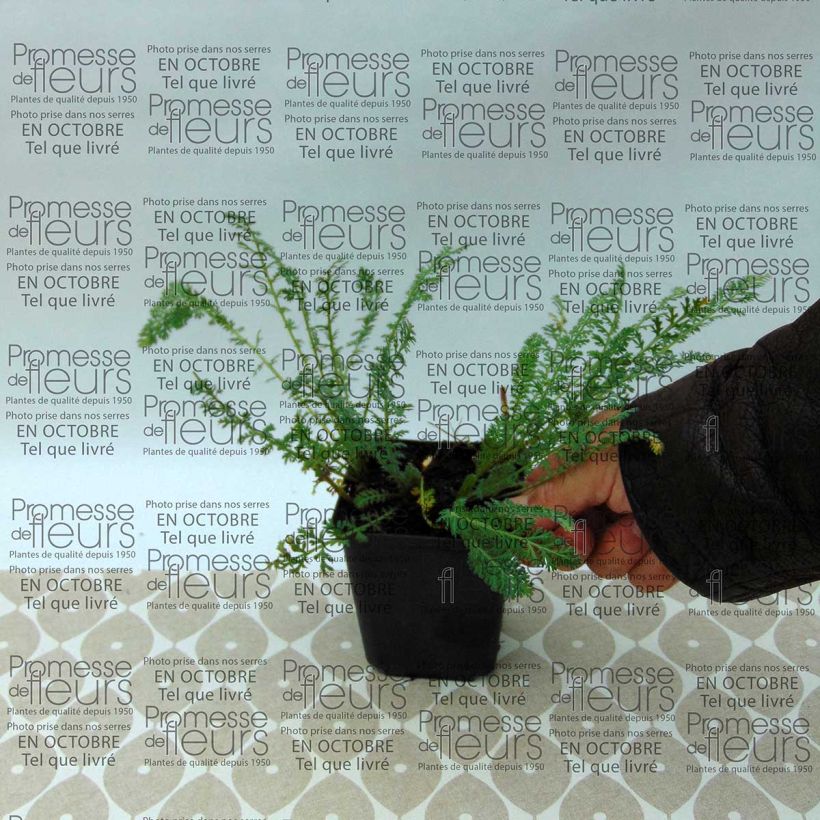 Ejemplo de ejemplar de Milenrama Pretty Woman - Achillea millefolium Maceta de 8/9 cm tal y como se entrega