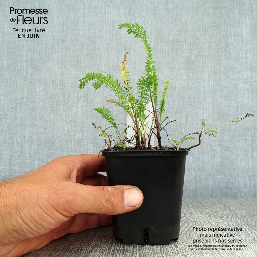 Ejemplar de Milenrama Summer Pastel - Achillea millefolium Maceta de 7/8 cm entregado en verano