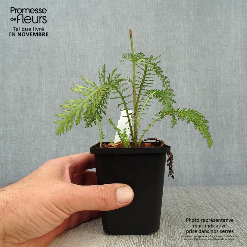 Ejemplar de Milenrama Terracotta - Achillea millefolium Maceta de 8/9 cm entregado en otoño