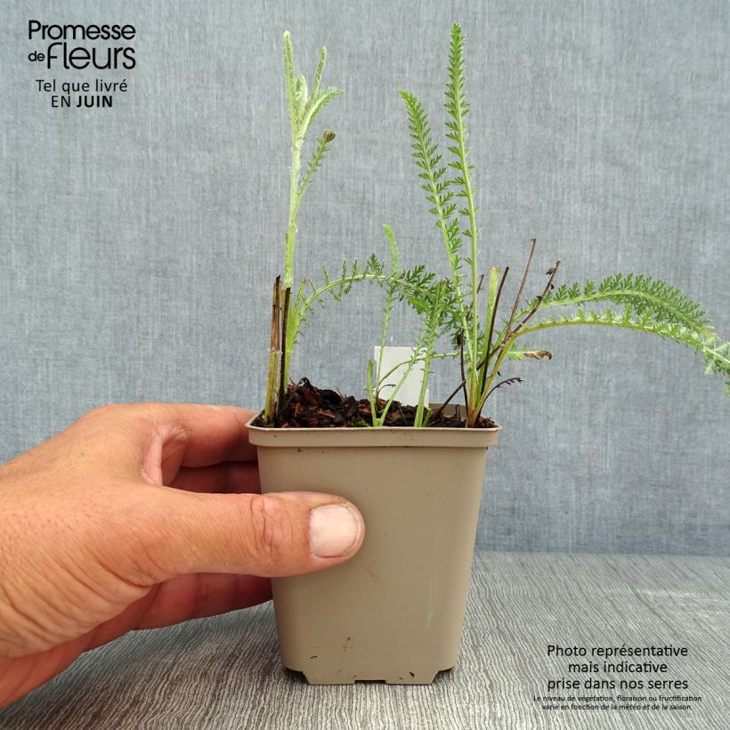 Ejemplar de Milenrama Terracotta - Achillea millefolium Maceta de 8/9 cm entregado en verano