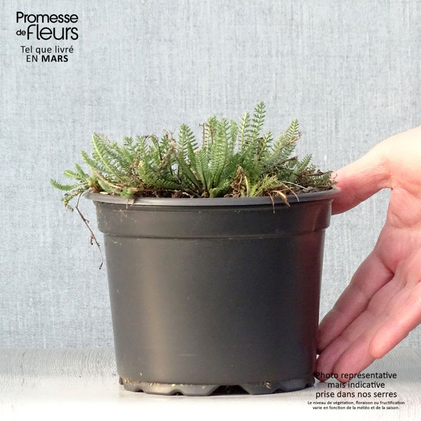 Milenrama Terracotta - Achillea millefolium Maceta 2L/3L Ejemplar entregado en la primavera