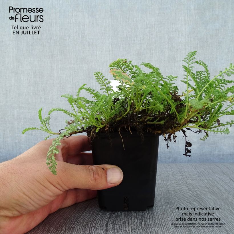 Ejemplar de Achillea odorata - Artemisa real Maceta de 8/9 cm entregado en verano