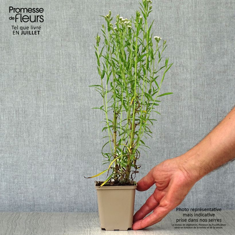 Ejemplar de Achillea ptarmica Perry s White Maceta de 8/9 cm entregado en verano