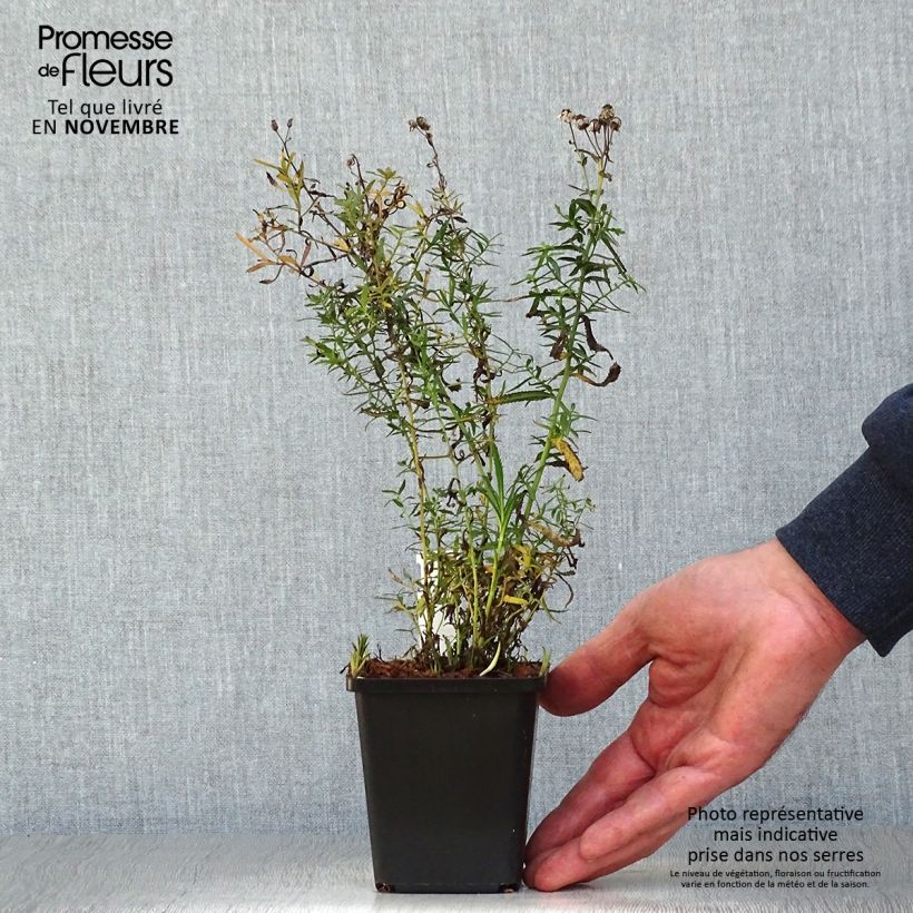 Ejemplar de Achillea ptarmica The Pearl Maceta de 8/9 cm entregado en otoño