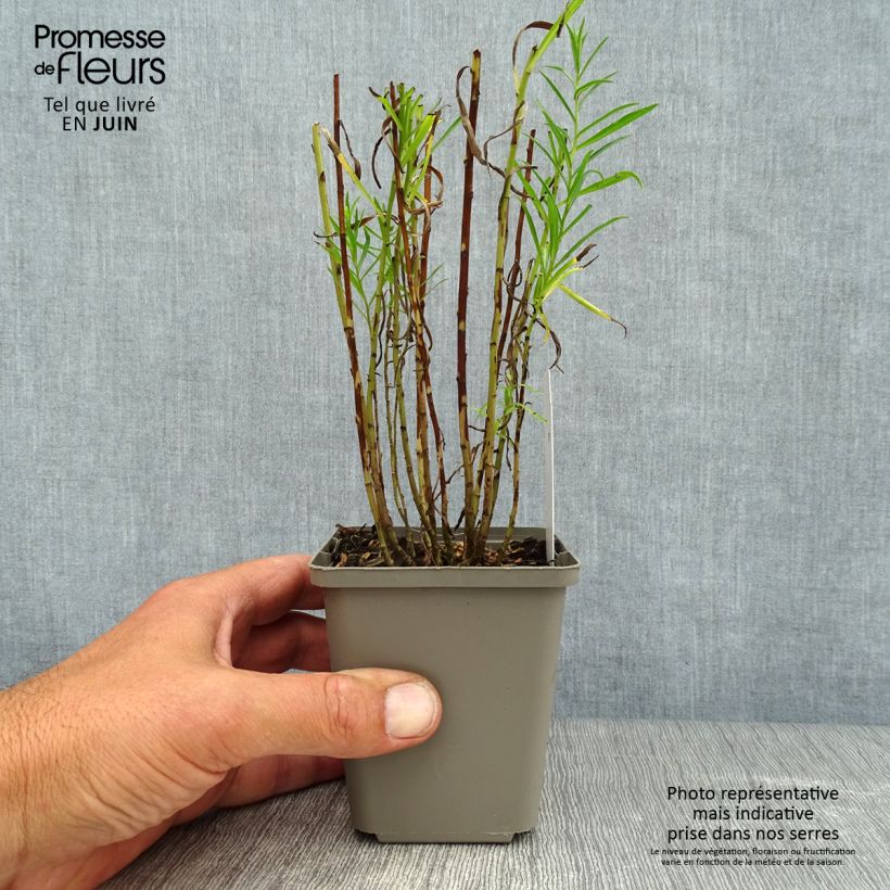 Ejemplar de Achillea ptarmica The Pearl Maceta de 8/9 cm entregado en verano