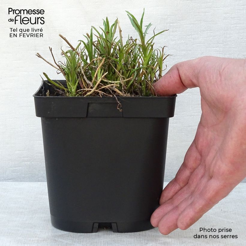 Achillea ptarmica The Pearl Maceta 2L/3L Ejemplar entregado en invierno