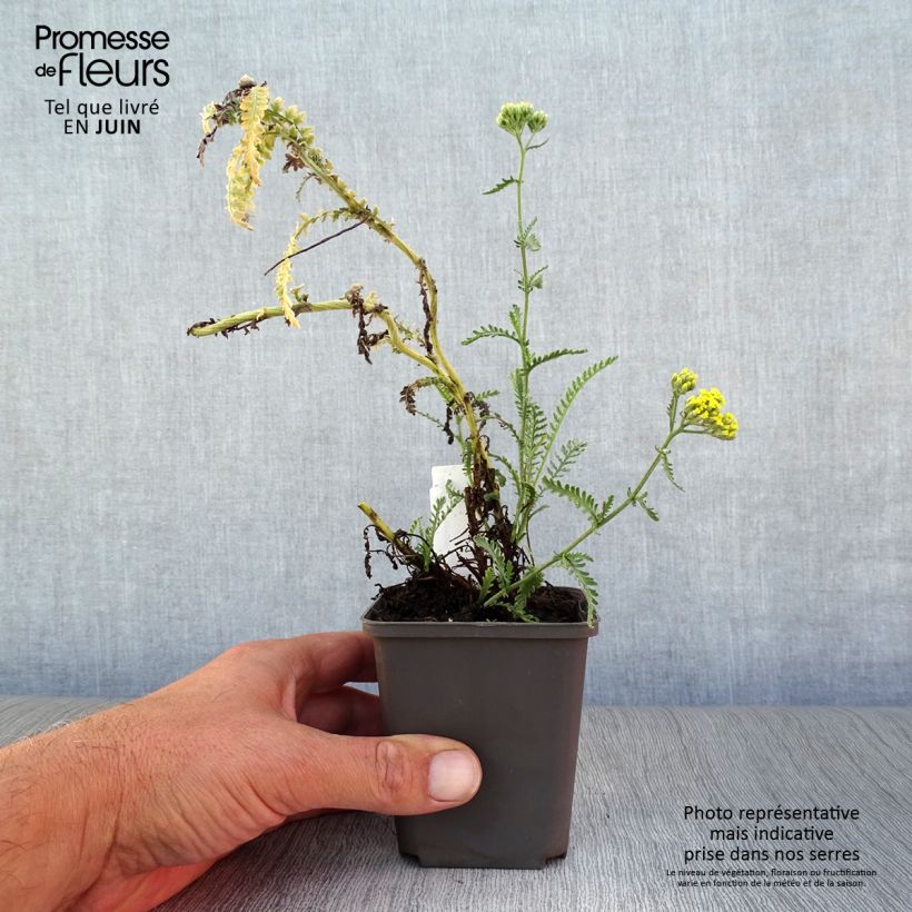 Ejemplar de Achillea taygetea - Milenrama Maceta de 8/9 cm entregado en verano