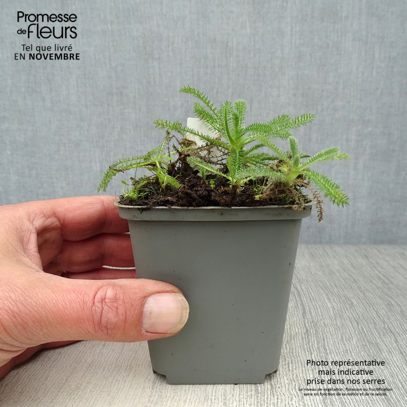 Ejemplar de Achillea tomentosa - Milenrama almerilla Maceta de 8/9 cm entregado en otoño