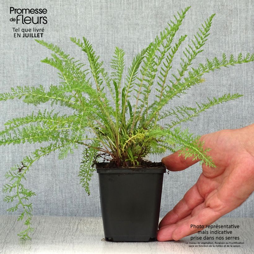 Ejemplar de Achillea tomentosa - Milenrama almerilla Maceta de 8/9 cm entregado en verano
