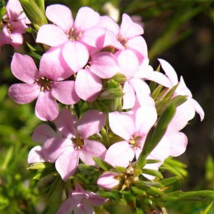 Acmadenia alternifolia (Floración)