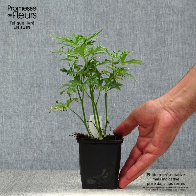 Ejemplar de Aconitum napellus Rubellum Maceta de 8/9 cm entregado en verano