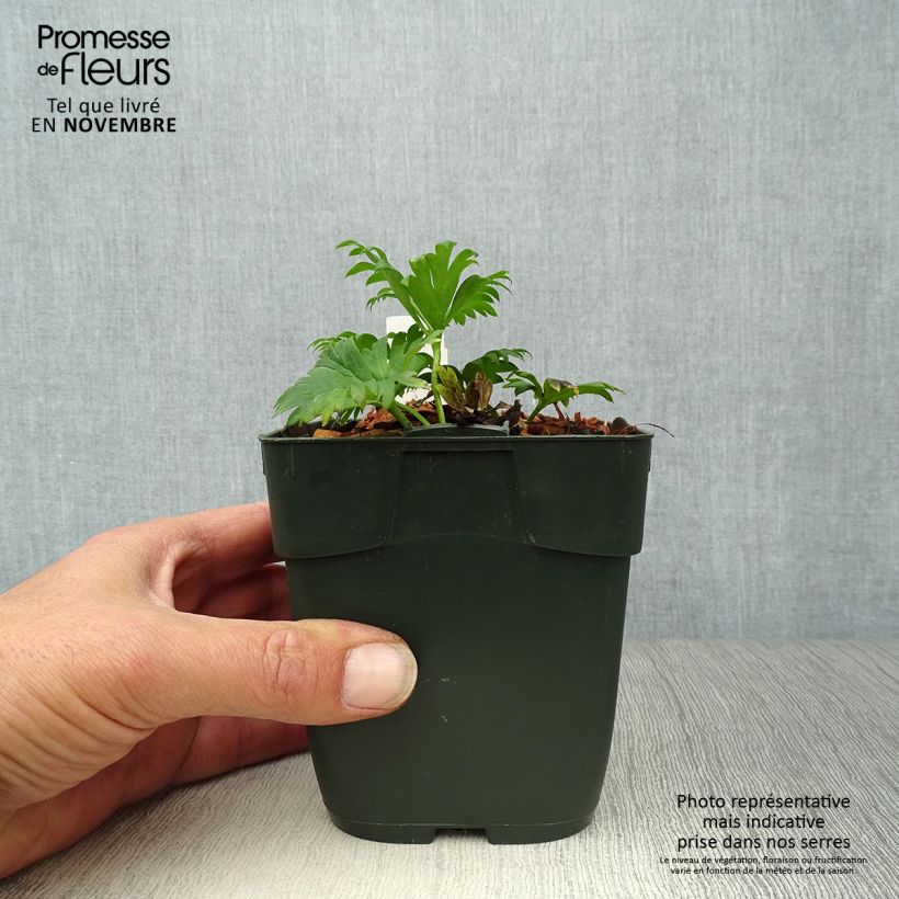 Ejemplar de Aconitum napellus Schneewittchen Maceta de 8/9 cm entregado en otoño