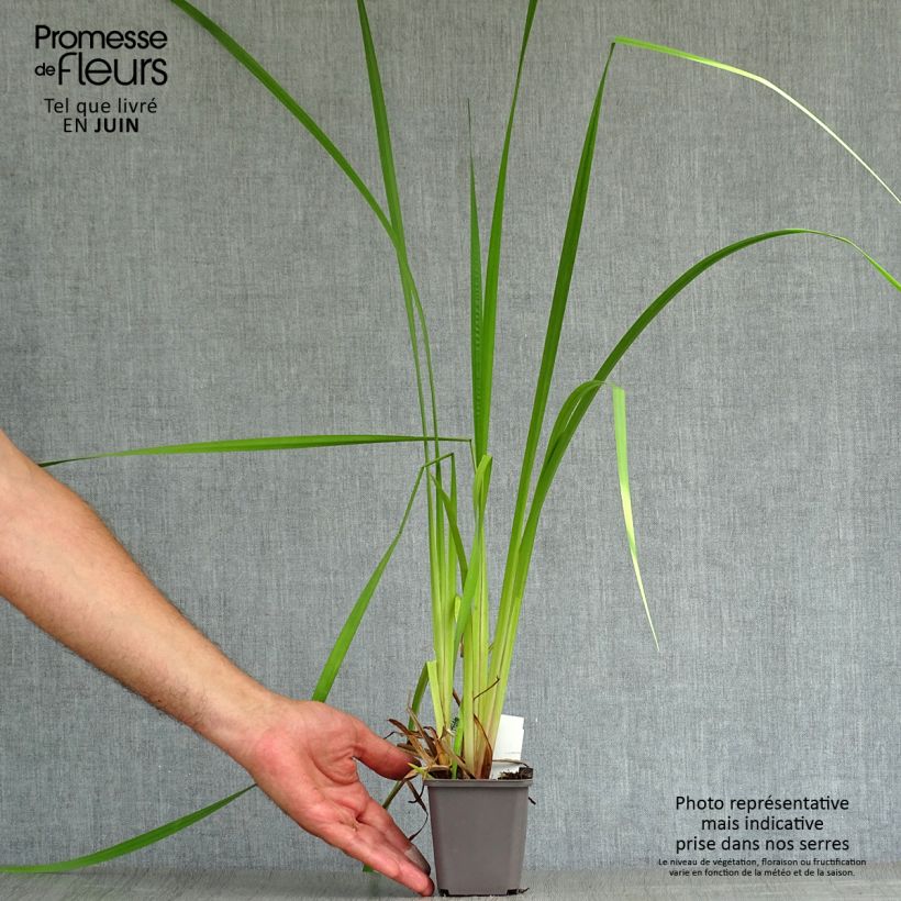 Ejemplar de Acoro - Acorus calamus Maceta de 8/9 cm entregado en verano