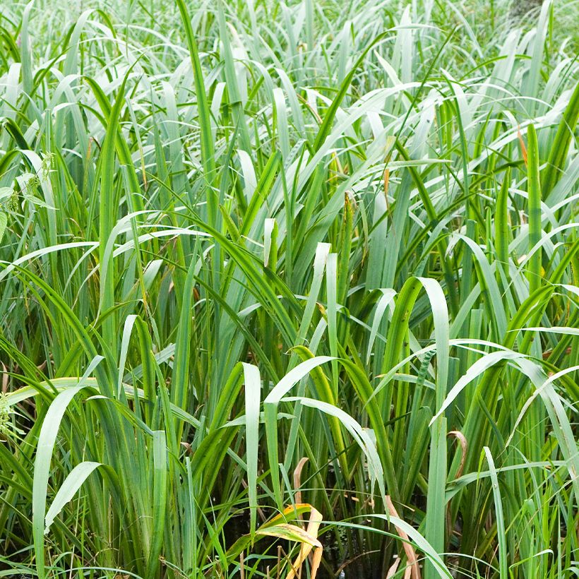 Acoro - Acorus calamus (Follaje)