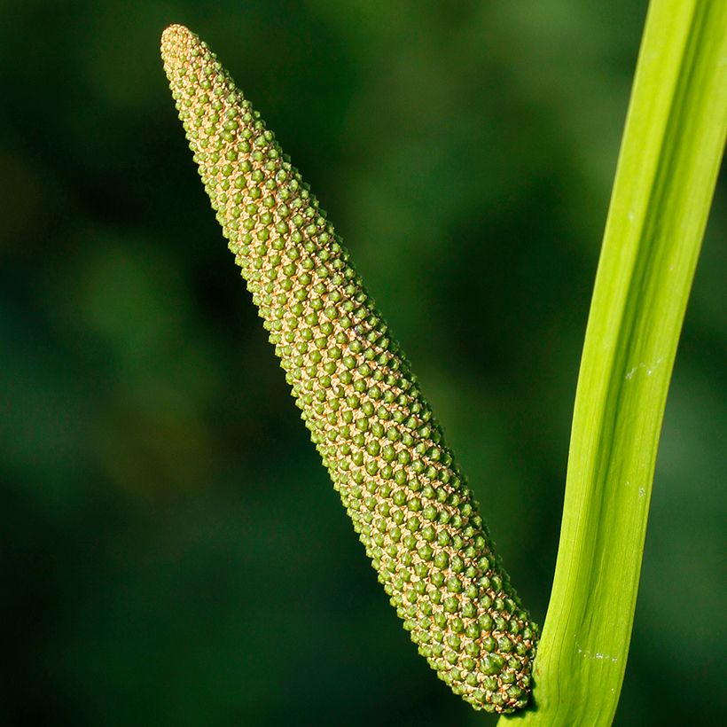 Acoro - Acorus calamus (Floración)