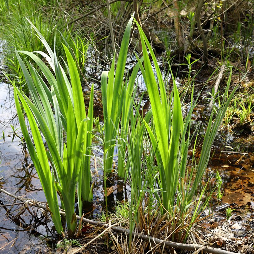 Acoro - Acorus calamus (Porte)