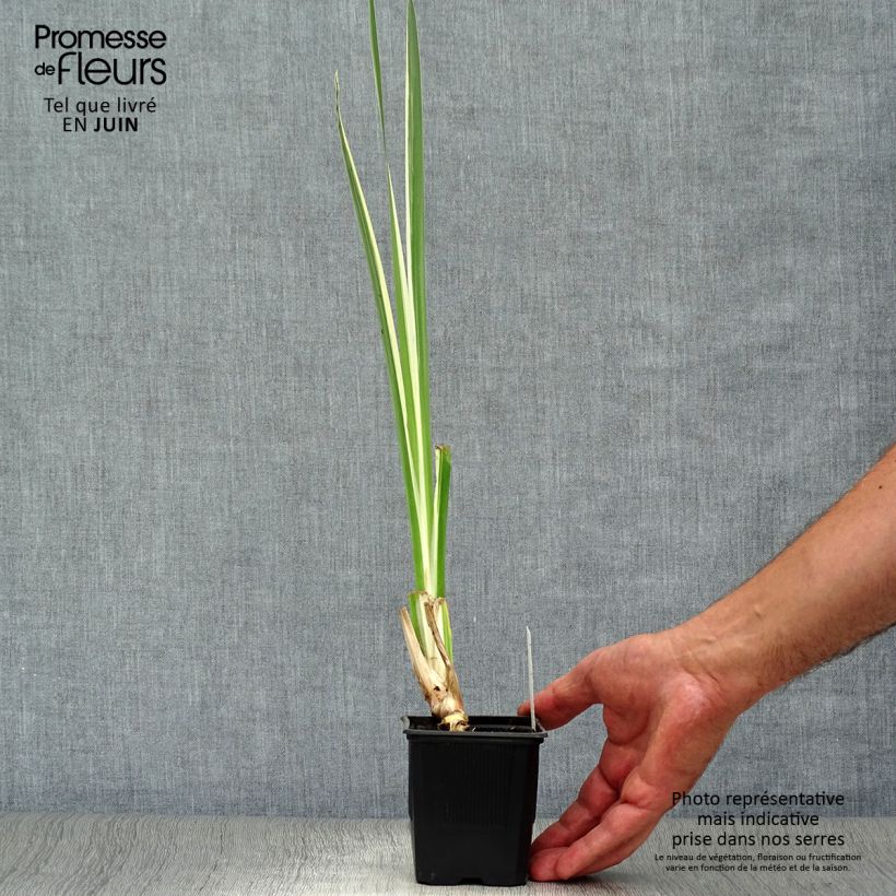 Ejemplar de Acoro calamus Variegatus Maceta de 8/9 cm entregado en verano