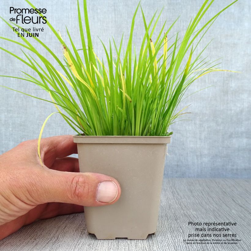 Ejemplar de Acoro gramineus Maceta de 8/9 cm entregado en verano
