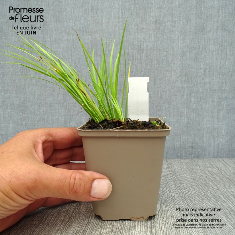 Ejemplar de Acoro gramineus Hakuro Nishiki Maceta de 8/9 cm entregado en verano