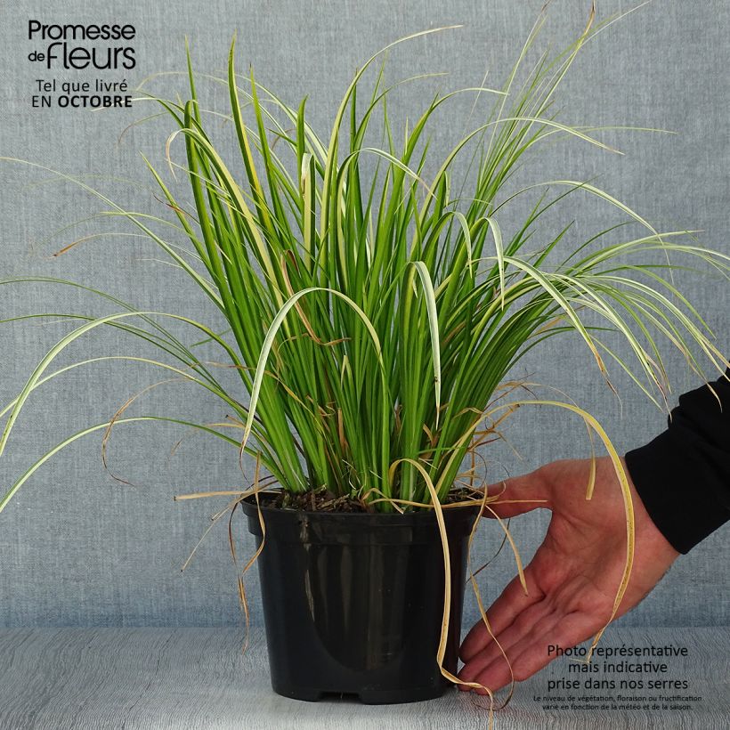 Ejemplar de Acoro amarillo - Acorus gramineus Ogon Maceta 2L/3L entregado en otoño