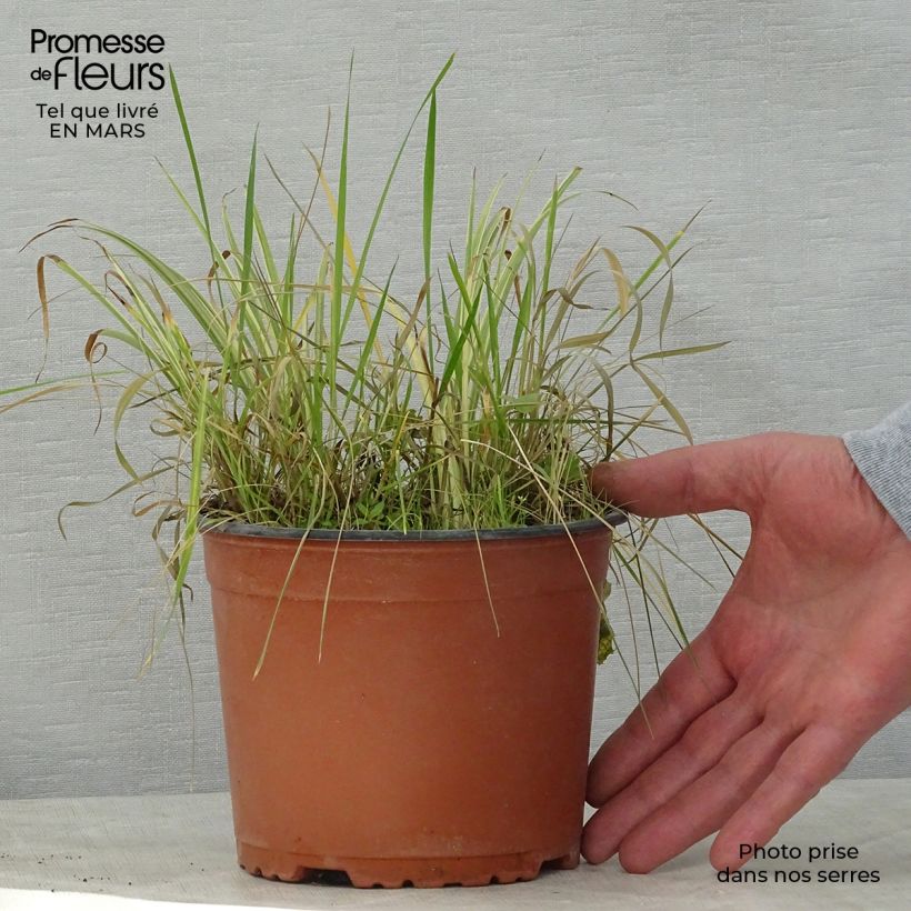 Acoro gramineus Variegatus Maceta 2L/3L Ejemplar entregado en la primavera