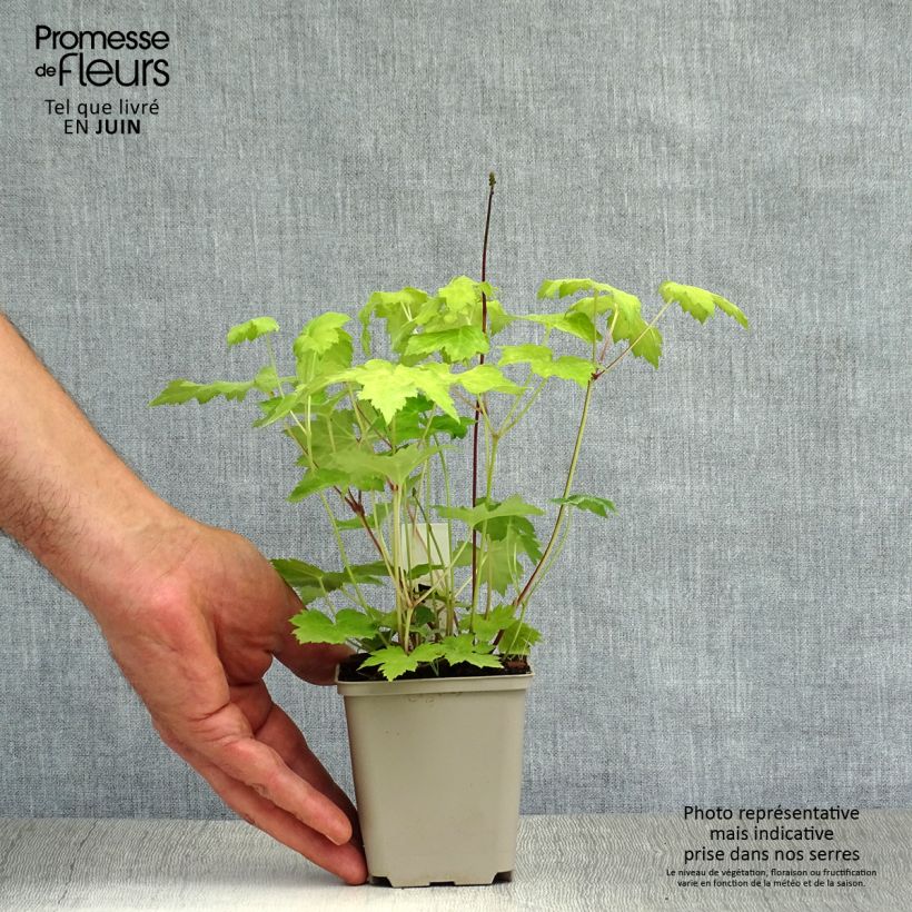 Ejemplar de Actaea japonica Cheju-Do Maceta de 8/9 cm entregado en verano