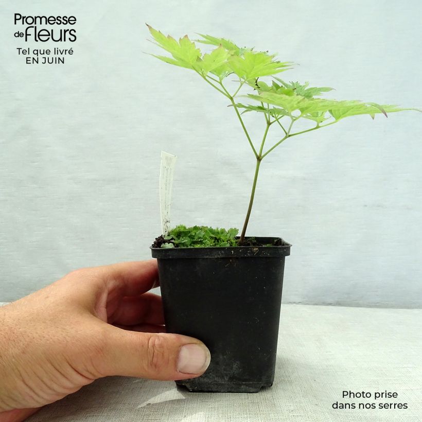 Ejemplar de Actaea rubra - Actée rouge Godet de 9cm entregado en verano