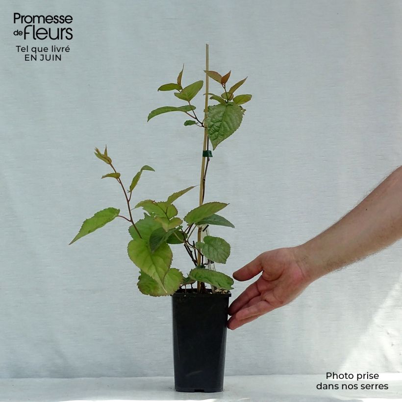 Ejemplar de Actinidia kolomikta Eve - Kiwi siberiano Maceta 1,5L/2LAltura de entrega aprox. 40cm entregado en verano