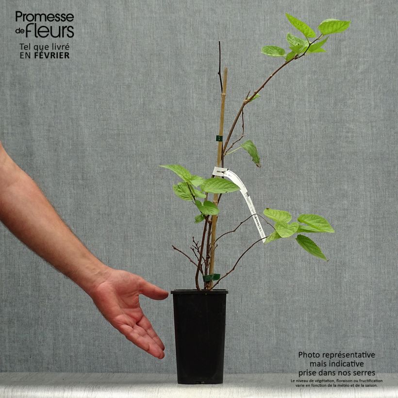 Ejemplar de Actinidia kolomikta Eve - Kiwi siberiano Maceta 1,5L/2L entregado en otoño