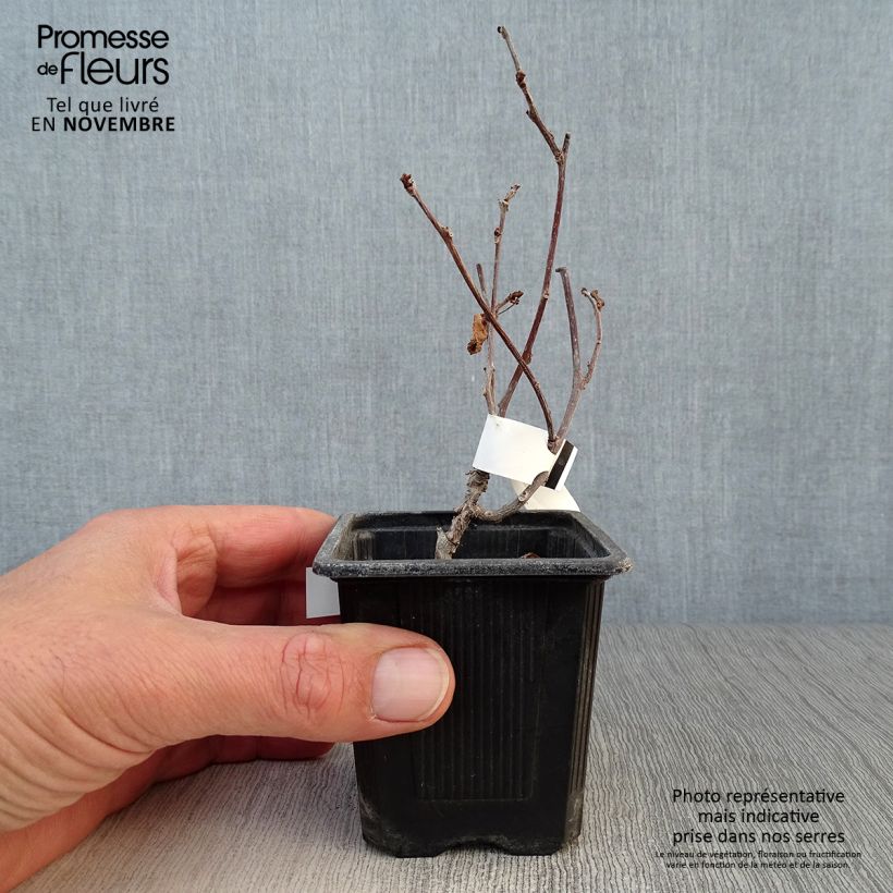 Ejemplar de Actinidia kolomikta - Kiwi siberiano Maceta de 8/9 cm entregado en otoño
