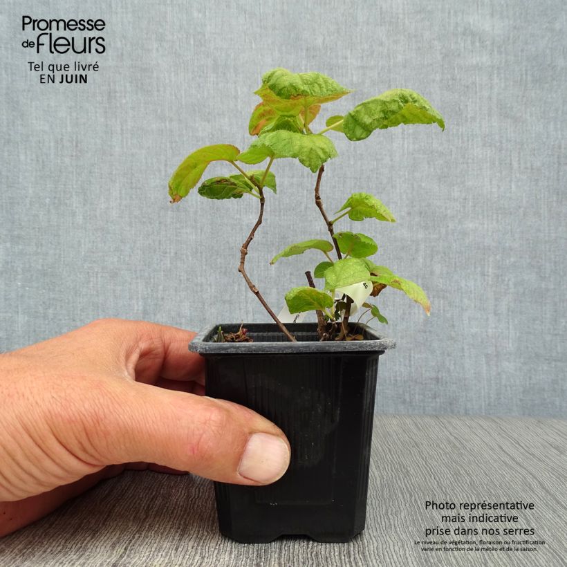 Ejemplar de Actinidia kolomikta - Kiwi siberiano Maceta de 8/9 cmAltura de entrega aprox. 15/20cm entregado en verano