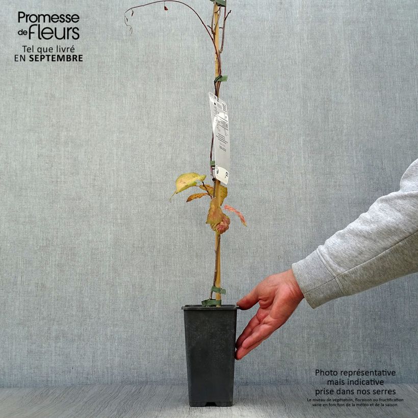 Ejemplar de Actinidia kolomikta - Kiwi siberiano Maceta 2L/3L entregado en otoño